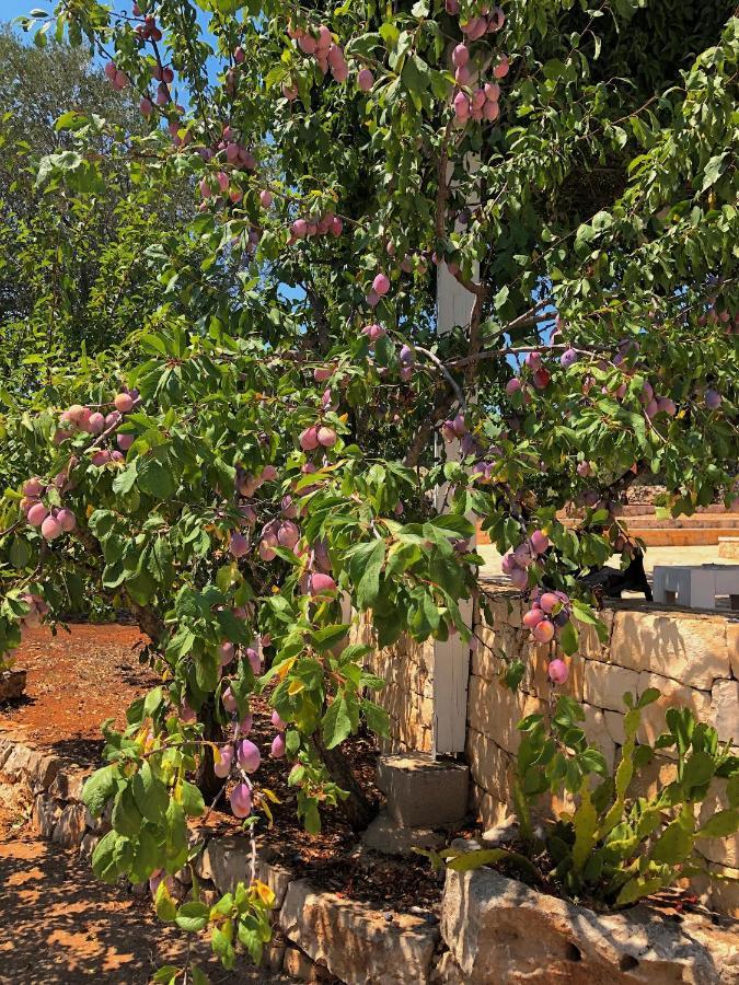 Dimore Storiche - Ulivo Di Aldo Martina Franca Ngoại thất bức ảnh